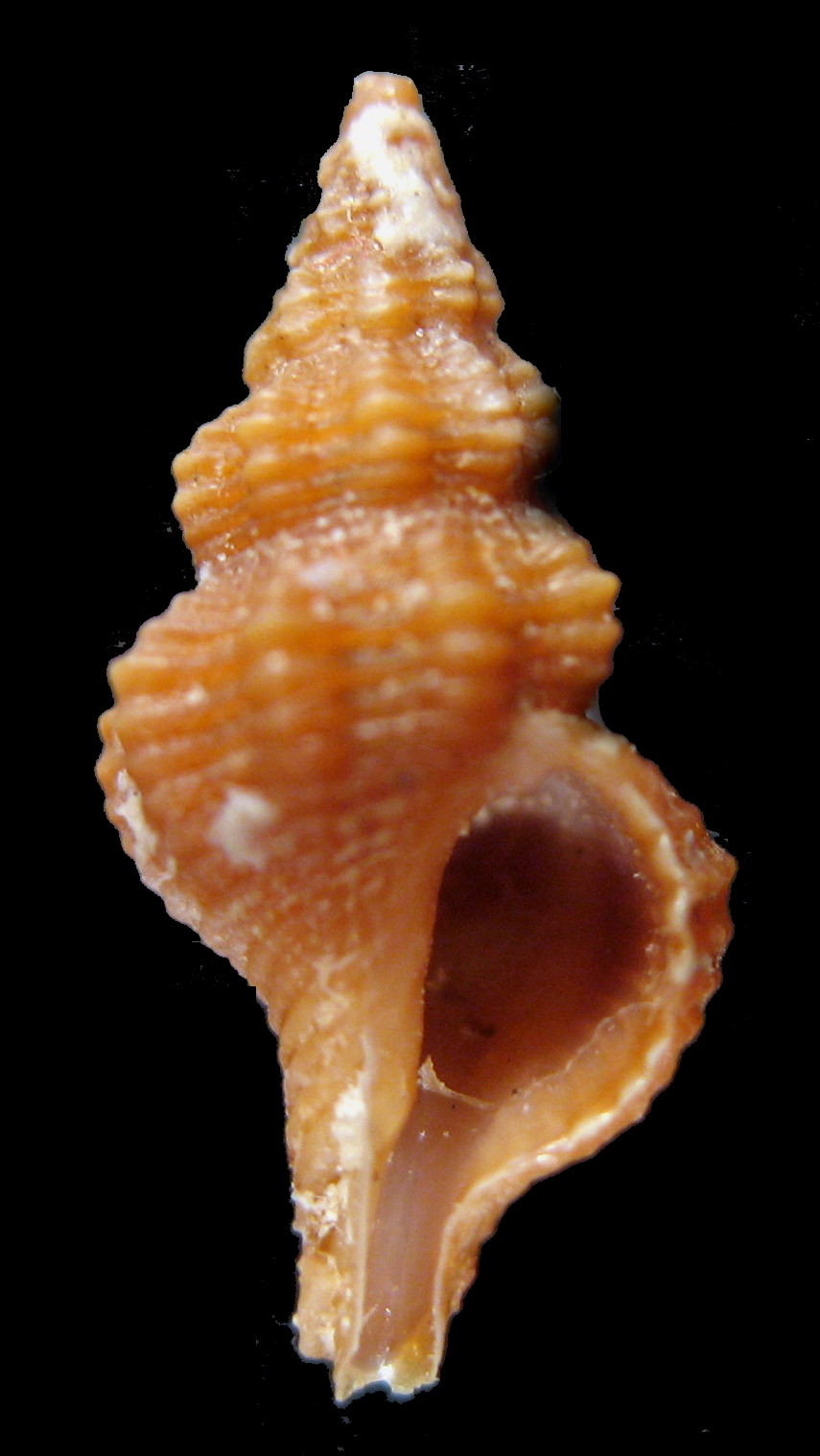 Fusinus parvulus